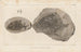 Recherches sur les poissons fossiles Pl146 - Louis Agassiz — artwork view