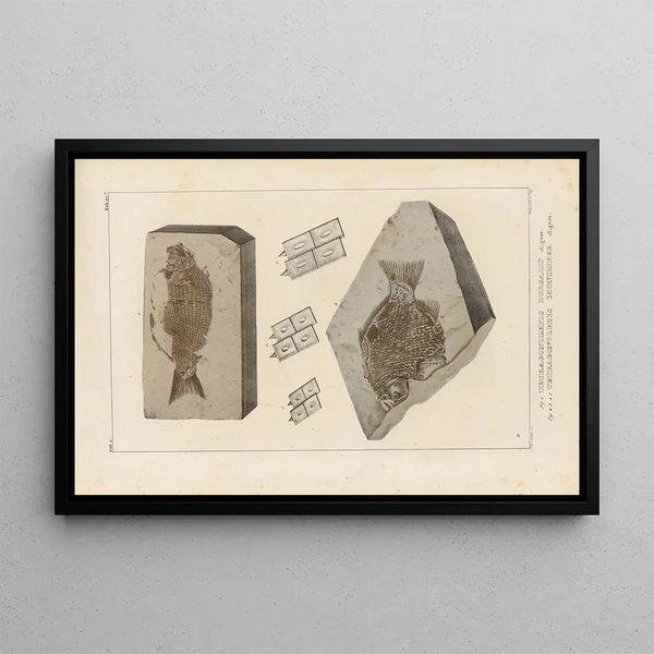 Louis Agassiz - Recherches sur les poissons fossiles Pl152.webp
