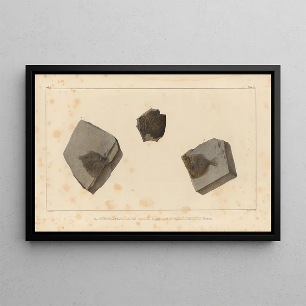 Louis Agassiz - Recherches sur les poissons fossiles Pl153.webp