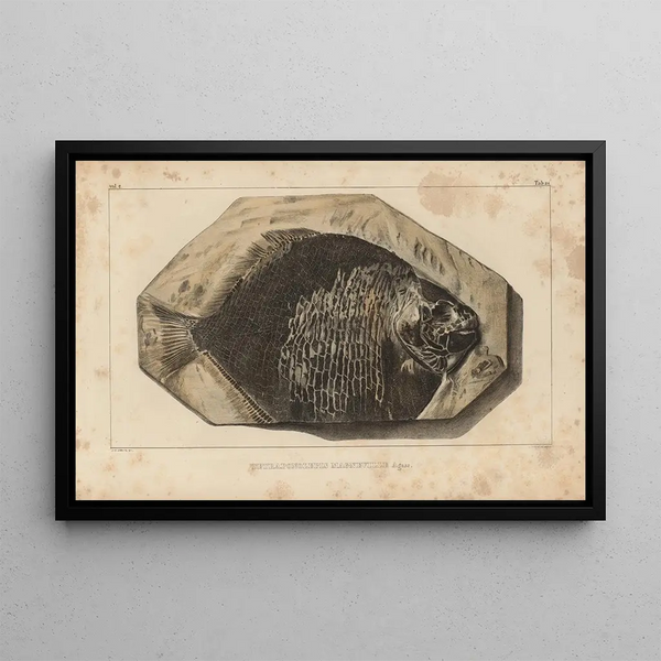 Louis Agassiz - Recherches sur les poissons fossiles Pl161.webp