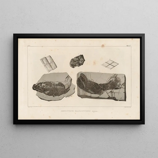 Louis Agassiz - Recherches sur les poissons fossiles Pl167.webp