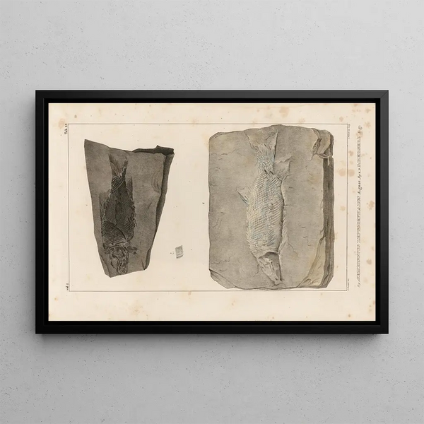 Louis Agassiz - Recherches sur les poissons fossiles Pl168.webp