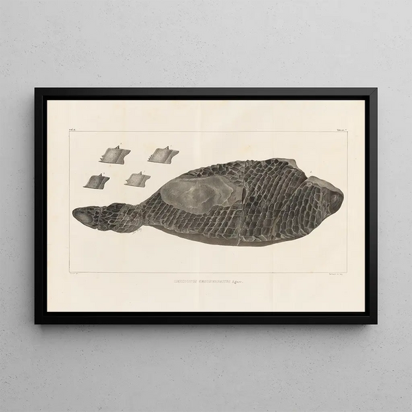 Louis Agassiz - Recherches sur les poissons fossiles Pl174.webp