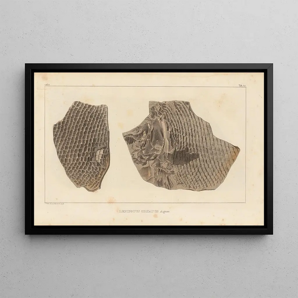 Louis Agassiz - Recherches sur les poissons fossiles Pl182.webp