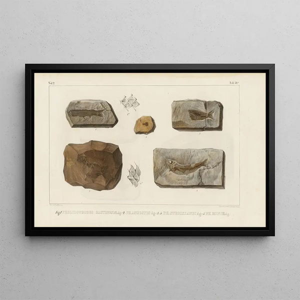 Louis Agassiz - Recherches sur les poissons fossiles Pl196.webp