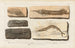 Recherches sur les poissons fossiles Pl203 - Louis Agassiz — artwork view