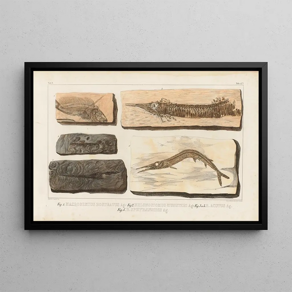 Louis Agassiz - Recherches sur les poissons fossiles Pl203.webp