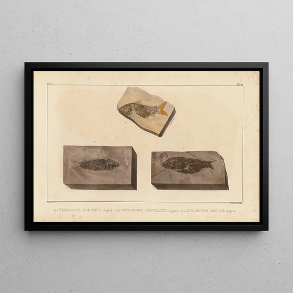 Louis Agassiz - Recherches sur les poissons fossiles Pl205.webp