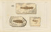 Recherches sur les Poissons Fossiles Pl207 - Louis Agassiz — artwork view