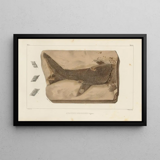 Louis Agassiz - Recherches sur les poissons fossiles Pl209.webp