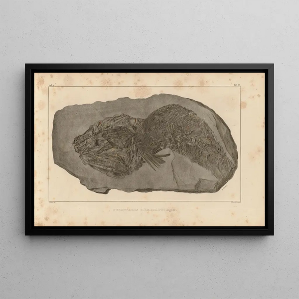 Louis Agassiz - Recherches sur les poissons fossiles Pl213.webp