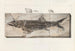 Recherches sur les poissons fossiles Pl218 - Louis Agassiz — artwork view