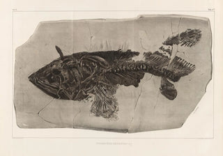 Louis Agassiz - Recherches sur les poissons fossiles Pl219.webp