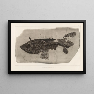 Louis Agassiz - Recherches sur les poissons fossiles Pl219.webp