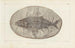 Recherches sur les poissons fossiles Pl223 - Louis Agassiz — weergave van het kunstwerk