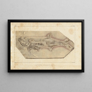 Louis Agassiz - Recherches sur les poissons fossiles Pl225.webp