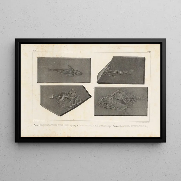 Louis Agassiz - Recherches sur les poissons fossiles Pl252.webp