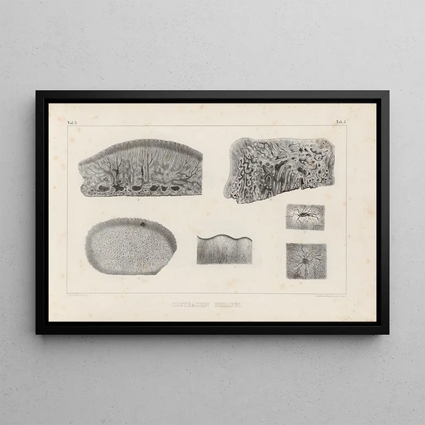 Louis Agassiz - Recherches sur les poissons fossiles Pl261.webp