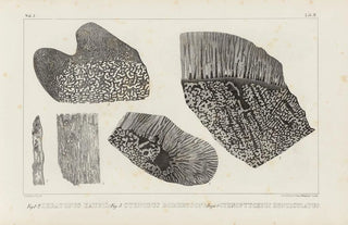 Louis Agassiz - Recherches sur les poissons fossiles Pl264.webp