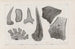 Recherches sur les poissons fossiles Pl269 - Louis Agassiz — artwork view