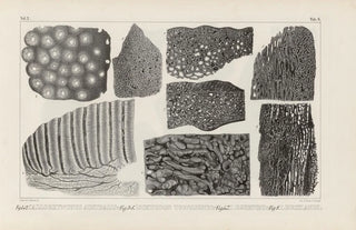 Louis Agassiz - Recherches sur les poissons fossiles Pl272.webp