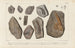 Recherches sur les poissons fossiles Pl273 - Louis Agassiz — artwork view
