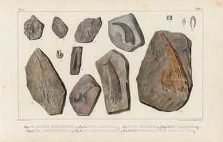 Louis Agassiz - Recherches sur les poissons fossiles Pl273.webp