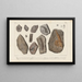 Recherches sur les poissons fossiles Pl273 - Louis Agassiz — framed artwork on a wall