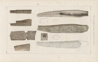 Louis Agassiz - Recherches sur les poissons fossiles Pl281.webp