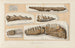 Recherches sur les poissons fossiles Pl286 - Louis Agassiz — artwork view