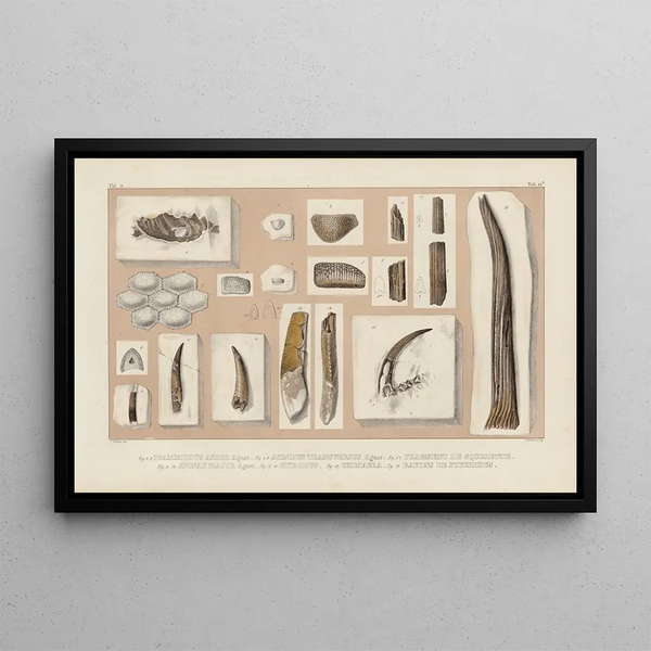 Louis Agassiz - Recherches sur les poissons fossiles Pl287.webp