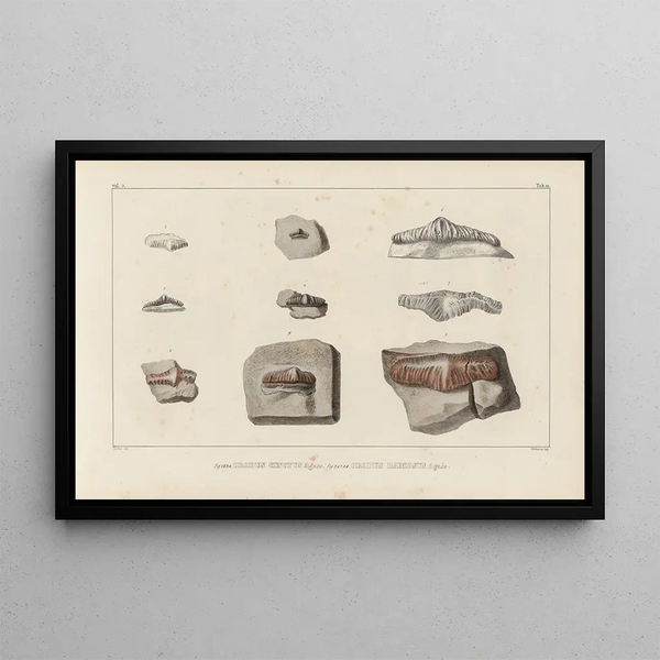 Louis Agassiz - Recherches sur les poissons fossiles Pl288.webp