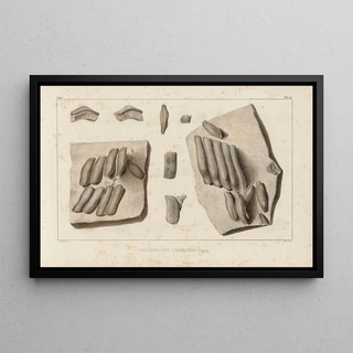 Louis Agassiz - Recherches sur les poissons fossiles Pl293.webp