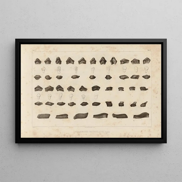 Louis Agassiz - Recherches sur les poissons fossiles Pl294.webp