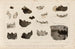 Recherches sur les poissons fossiles Pl297 - Louis Agassiz — artwork view