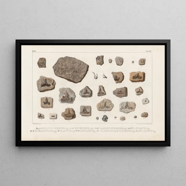Louis Agassiz - Recherches sur les poissons fossiles Pl301.webp