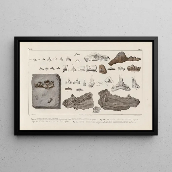 Louis Agassiz - Recherches sur les poissons fossiles Pl303.webp