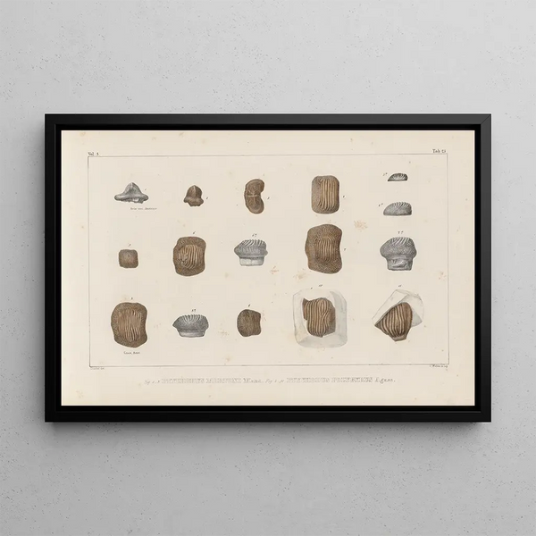 Louis Agassiz - Recherches sur les poissons fossiles Pl304.webp