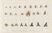 Onderzoekingen over de fossiele vissen Pl. 315 - Louis Agassiz — weergave van het kunstwerk