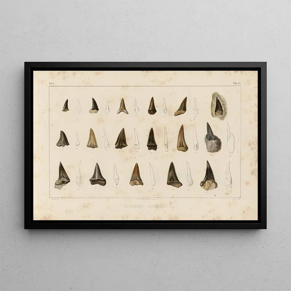 Louis Agassiz - Recherches sur les poissons fossiles Pl317.webp