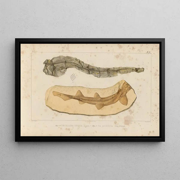 Louis Agassiz - Recherches sur les poissons fossiles Pl323.webp