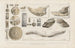 Recherches sur les poissons fossiles Pl325 - Louis Agassiz — weergave van het kunstwerk