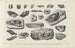 Recherches sur les poissons fossiles Pl327 - Louis Agassiz — artwork view