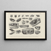 Recherches sur les poissons fossiles Pl327 - Louis Agassiz — framed artwork on a wall