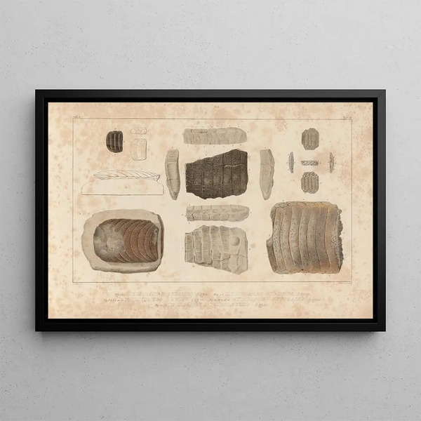 Louis Agassiz - Recherches sur les poissons fossiles Pl334.webp