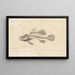 Recherches sur les poissons fossiles Pl336 - Louis Agassiz — framed artwork on a wall