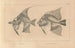Recherches sur les poissons fossiles Pl342 - Louis Agassiz — weergave van het kunstwerk