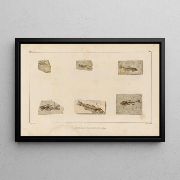Louis Agassiz - Recherches sur les poissons fossiles Pl353.webp