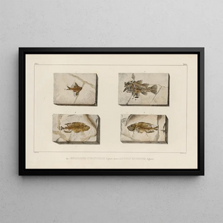 Louis Agassiz - Recherches sur les poissons fossiles Pl355.webp