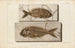 van Onderzoek naar fossiele vissen, Pl375 - Louis Agassiz — weergave van het kunstwerk